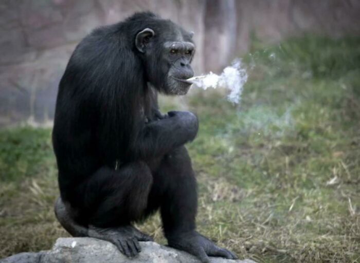 Azalea The Chimpanzee Lives In A North Korea Zoo And Smokes About A Pack A Day. She Has Learned To Light The Cigarettes With A Lighter Or By Touching Another Lit Cigarette