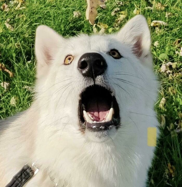 Esta puede ser la mejor foto de Tibbi jamás tomada