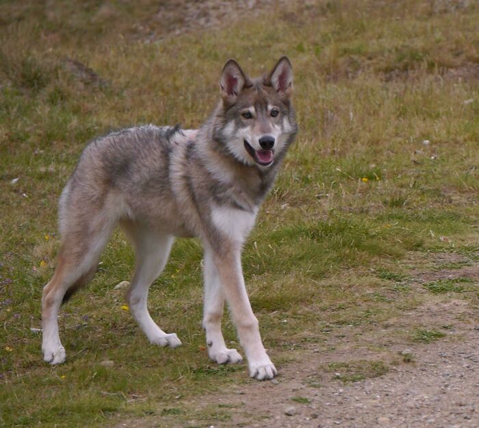 Lady Ada Showing Off Her Long Legs