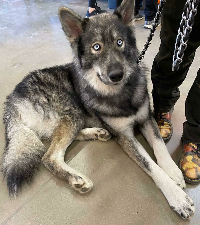 Candid Shot At 11 Months Old. The Goodest Boi Ever