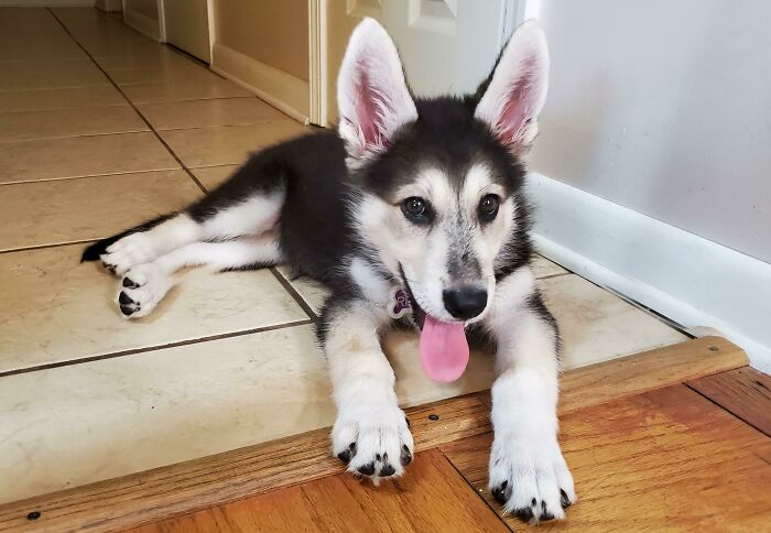 Riley Is 10 Weeks And 17lbs!