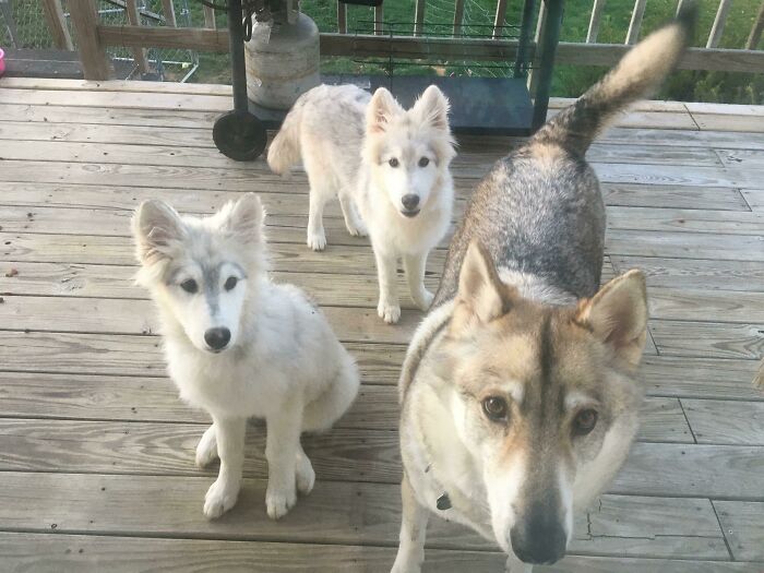 Little Red Riding Hood Has Her Work Cut Out For Her