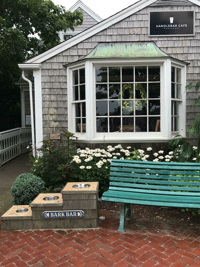 This Cafe Has Water Bowls For Different-Sized Dogs
