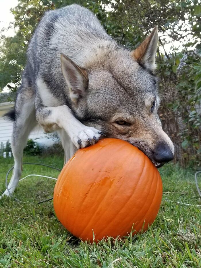 Happy Halloween, Everyone!