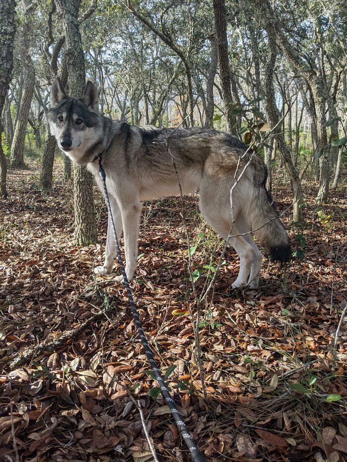 Walking Our New "Backyard" Aka 33,000 Acres Of Protected Forest Reserve