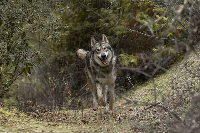Balto Turned One Today!