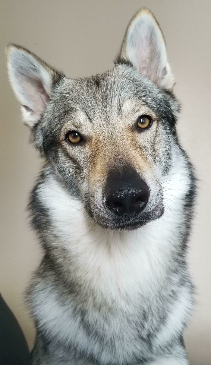 Hice sonidos estúpidos y extraños para conseguir esta foto. Si no, no me miraría