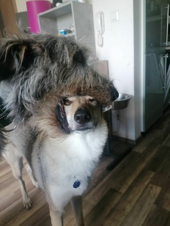 El cachorro de lobero irlandés de mi mujer se está comiendo a mi perro lobo