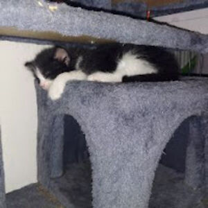 magnoliasteele avatar