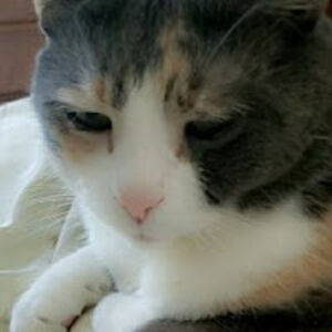 allisonseamark avatar