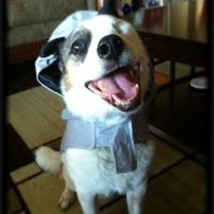 mugglestudies avatar