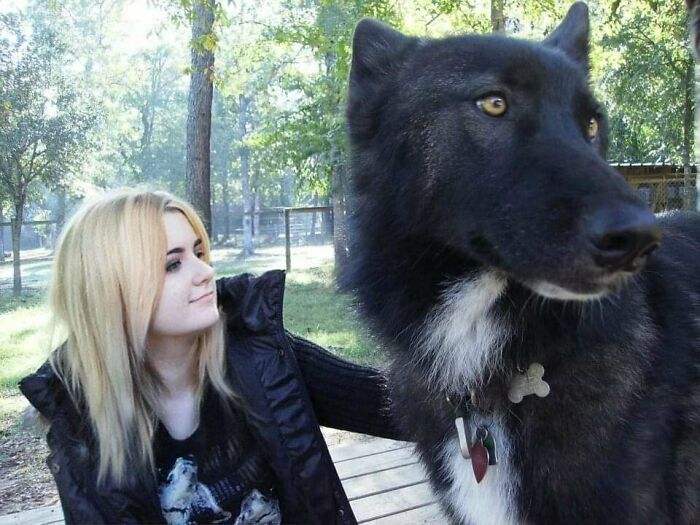 Wolfdogs Are Big, Yo (Human For Scale)