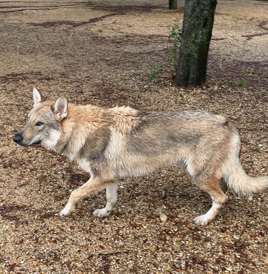 Wolfdog walking in the forest