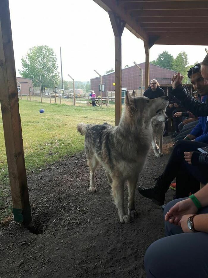 Loki The Wolfdog At Yamnuska Wolfdog Sanctuary (Cochrane, AB)