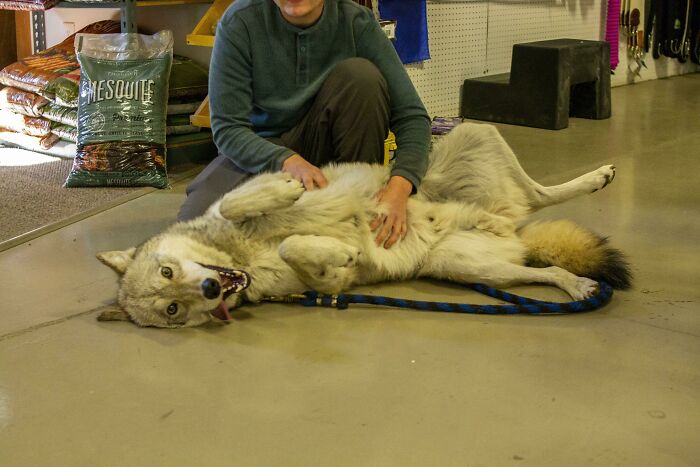 Casper, One Of Our High Content Wolfdogs