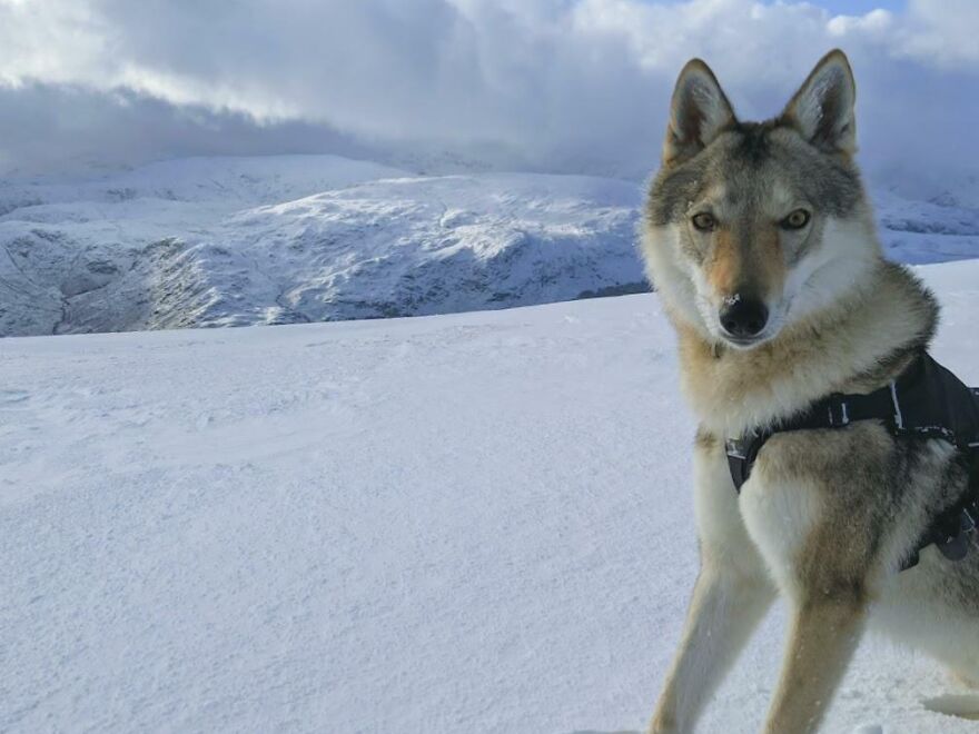 Sasha The Wolfdog Wondering Why We Stopped