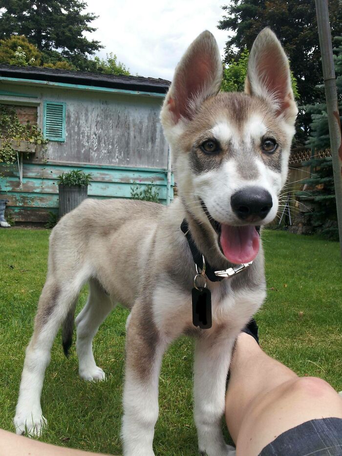 Koda, el perro inuit del norte con aspecto de lobo de 11 semanas de edad