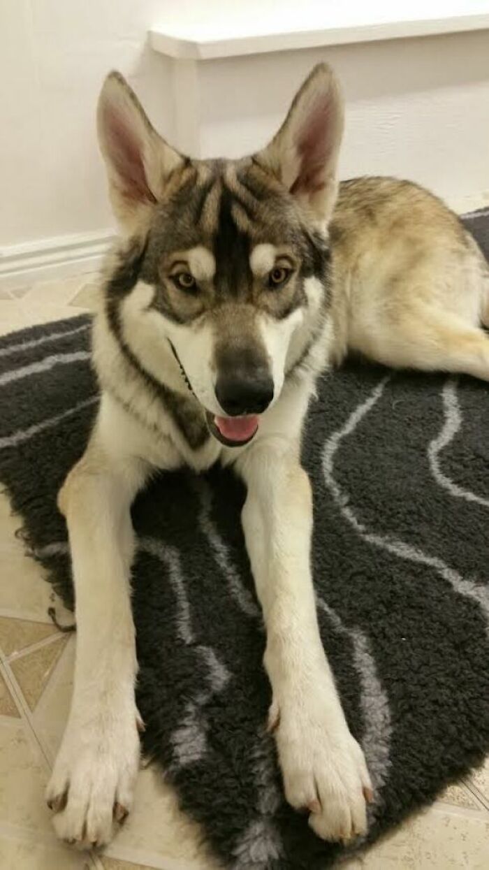 My Direwolf (Aka Northern Inuit Dog) Turns 1 Year Old Today