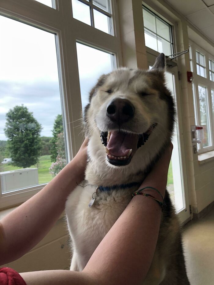 Este es Eli. Husky Siberiano macho de 6 años de edad. Debería recogerlo del refugio el sábado.
