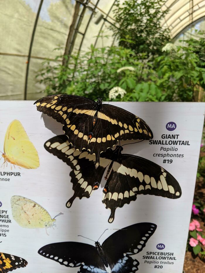 Giant Swallowtail