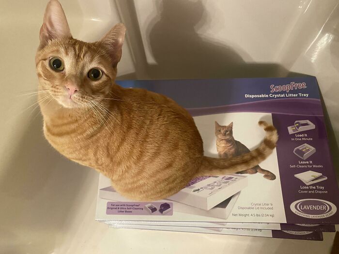 This Litter Was Made For Me