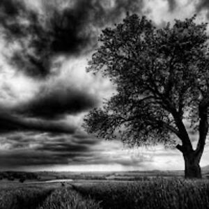 cassiedarnell avatar