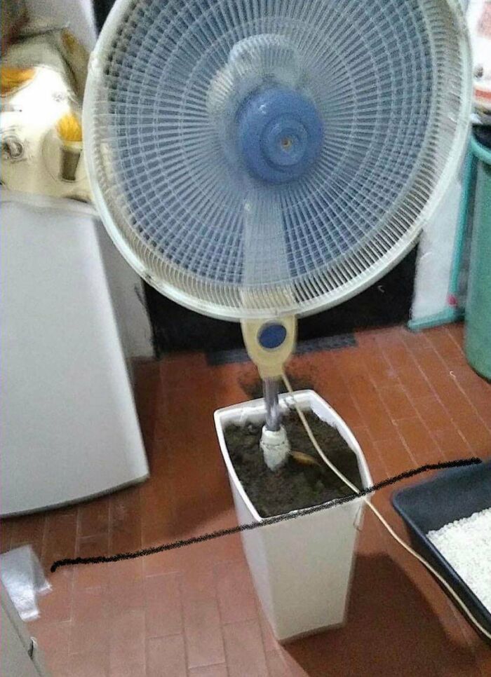 La base estaba rota, así que la abuela lo plantó