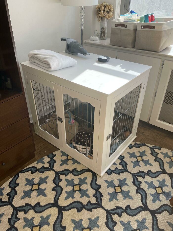 Esta lujosa caja para perros fue tirada por alguien en mi edificio que no podía mantener a su cachorro