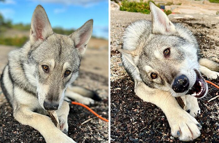 Ulf Is Enjoying The Autumn At The Cabin