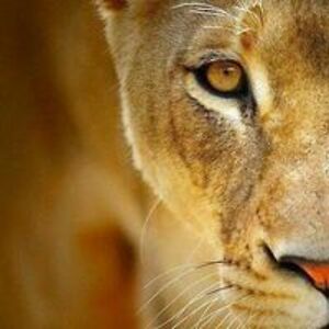 vicki_kunetka avatar