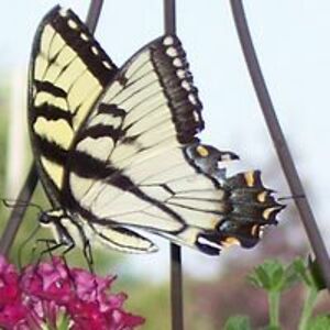 sjdavidson131 avatar