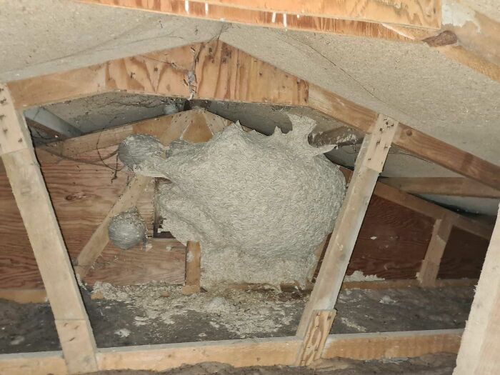 A Horrifyingly Big Wasps Nest I Found In Our New House's Attic