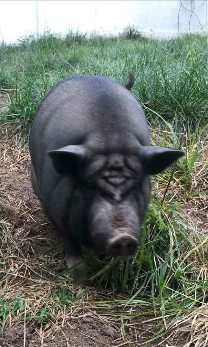 Pig With Two Faces And One Of Them Is Yoda