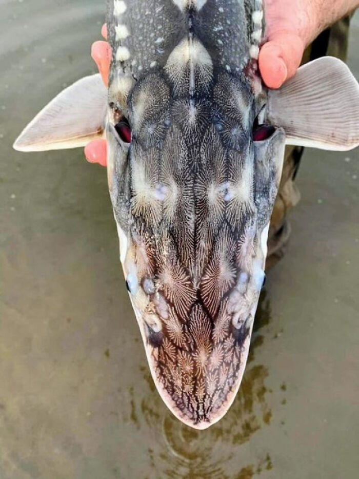 The Head Of A White Sturgeon When Viewed From Above Is Somewhat Beguiling As It Appears To Be The Head Of A Giraffe Or Mythical Dragon. This Species Of Sturgeon Is North America's Largest Freshwater Fish