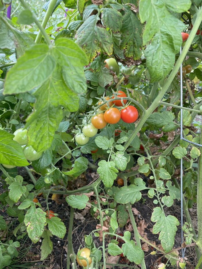 This Cluster Of Cherry Tomatoes In My Garden