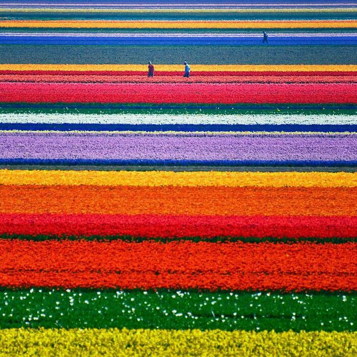 Tulip Fields Just Outside North-Holland, Netherlands