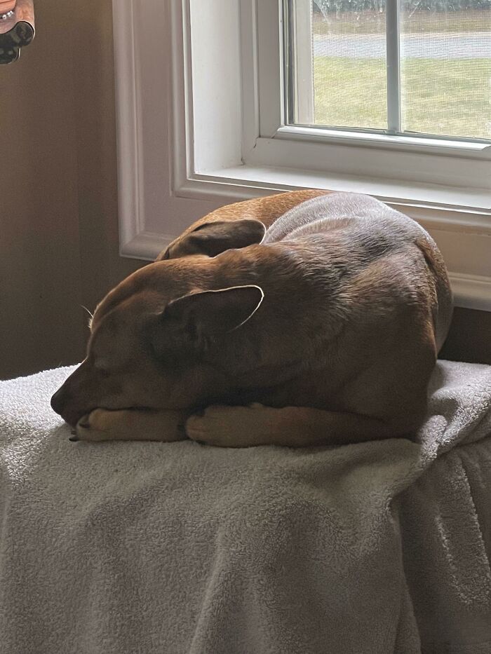 How My Boy Makes His Paw-Pillows In A Straight Line