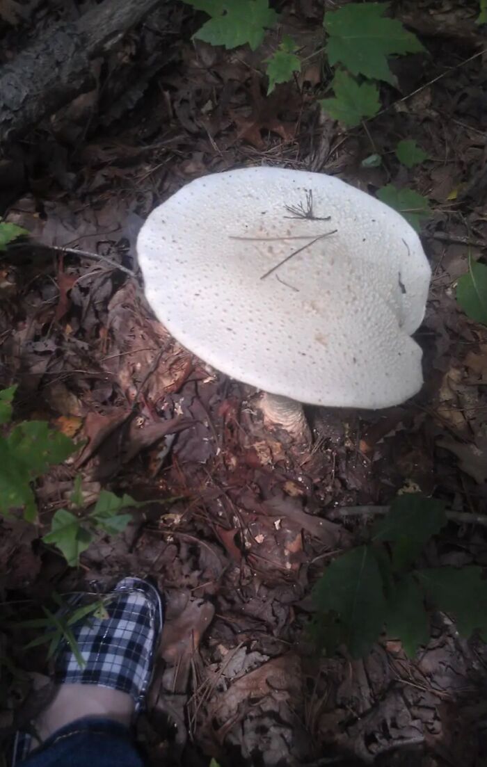 Big Ole Shroom, North Georgia Mountains