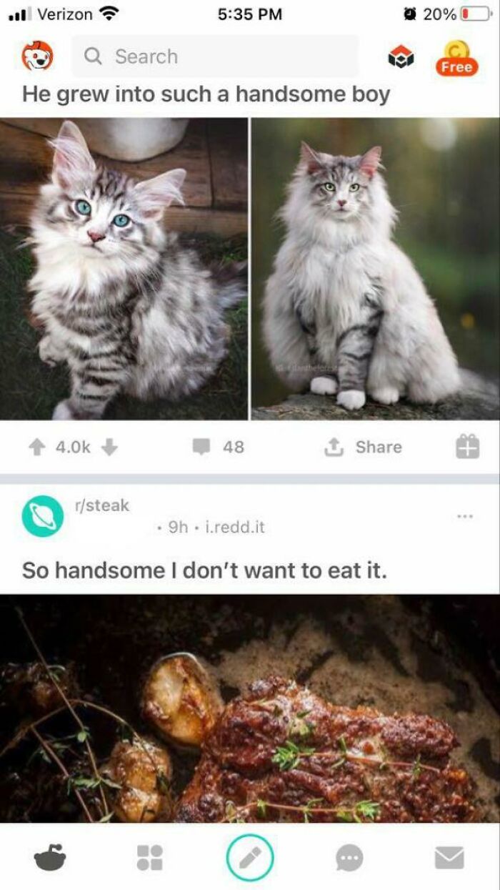 Cat Steaks