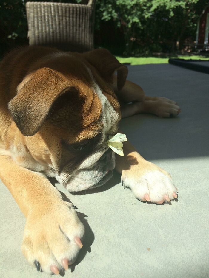 Bulldog with a butterfly on his face