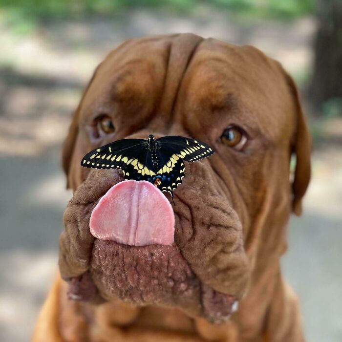 Dog with a butterfly on his nose