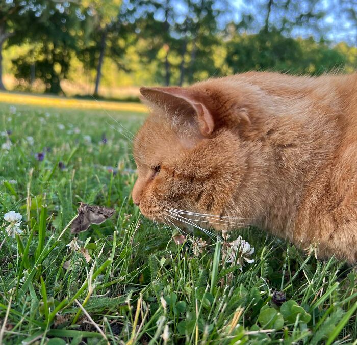 Cat looking at a butterfly