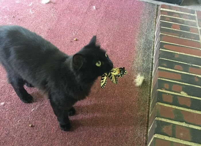 Cat with a catched butterfly