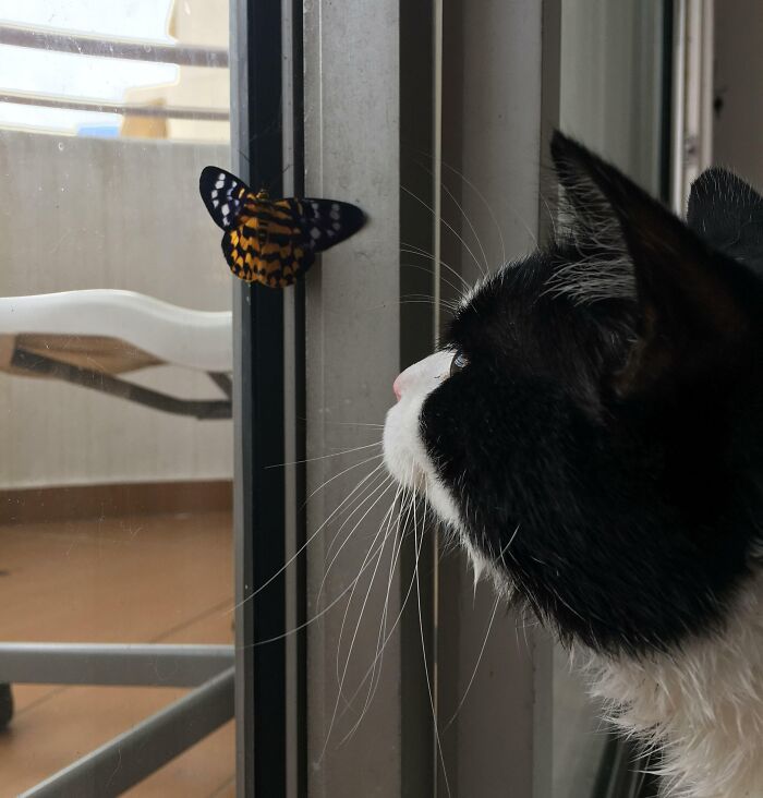 Cat looking at a butterfly