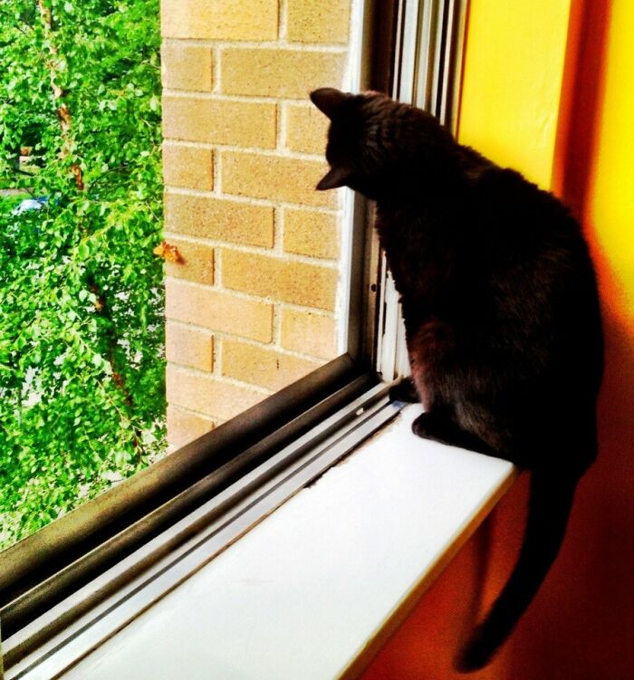 Cat looking at a butterfly through the window