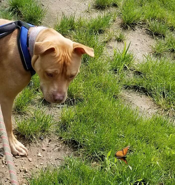 Dog looking at a butterfly