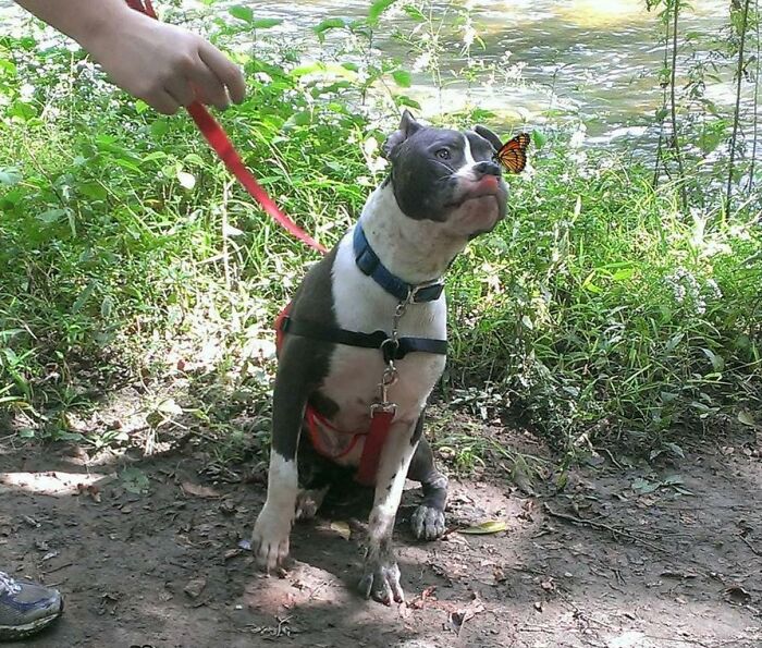 Dog trying to catch a butterfly