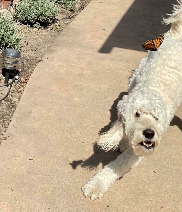 Dog catching a butterfly
