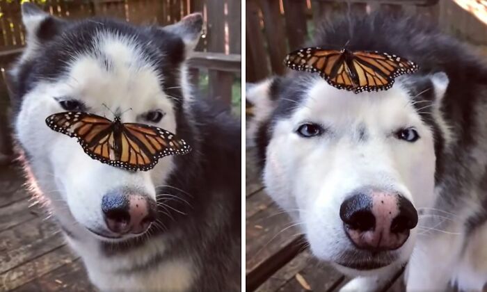 Dog with butterfly on his head