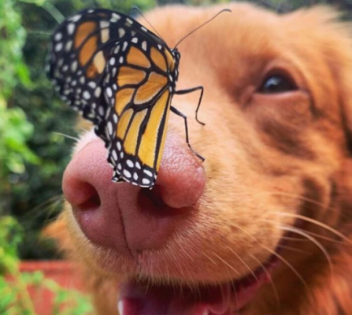 Dog with a butterfly on his nose